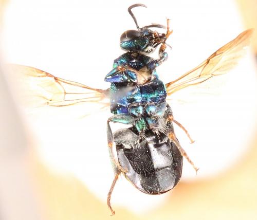 Réf. 199 401 : Hedychrum rutilans
