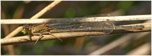 Ischnura elegans