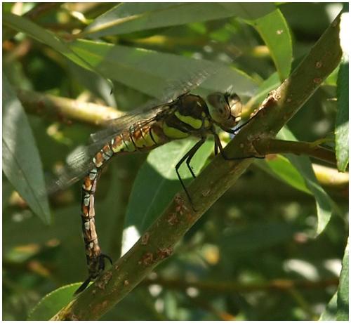 Aeshna mixta