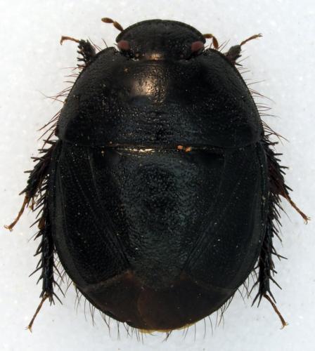 Hiverus hirtus