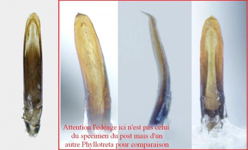 Réf. 199 384 : Phyllotreta divers