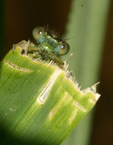 Erythromma lindenii