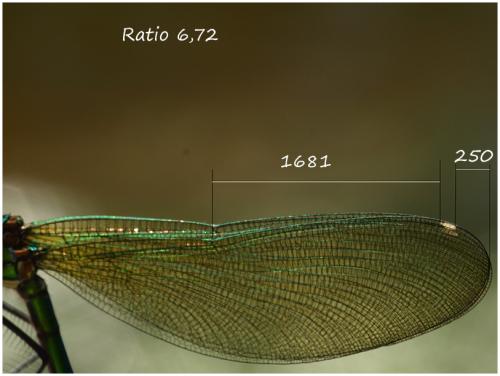 Calopteryx sp.