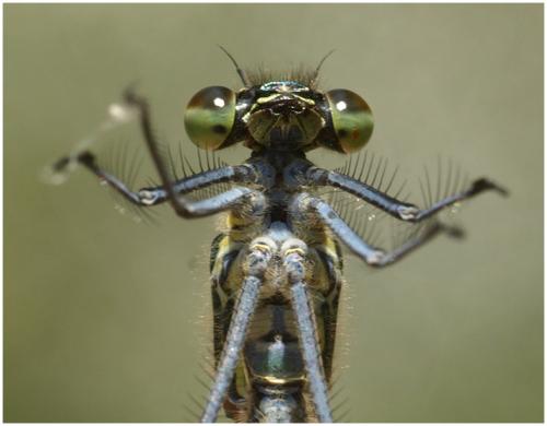 Calopteryx sp.