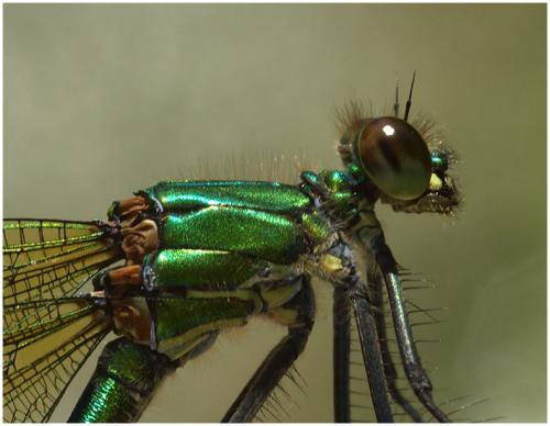 Calopteryx sp.