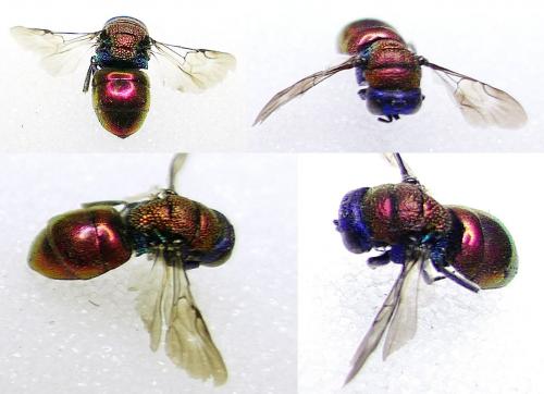 Holopyga sp.