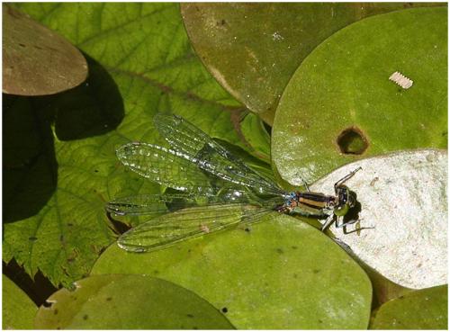 Erythromma lindenii