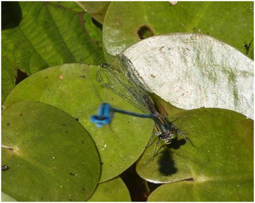 Erythromma lindenii