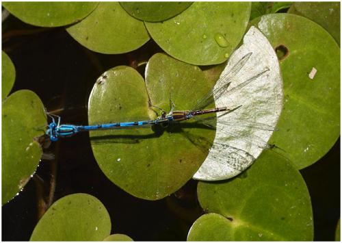 Erythromma lindenii