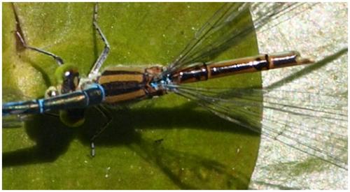 Erythromma lindenii