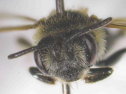 Andrena chrysosceles