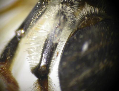 Andrena chrysosceles