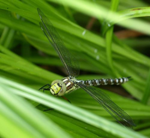 Aeshna cyanea