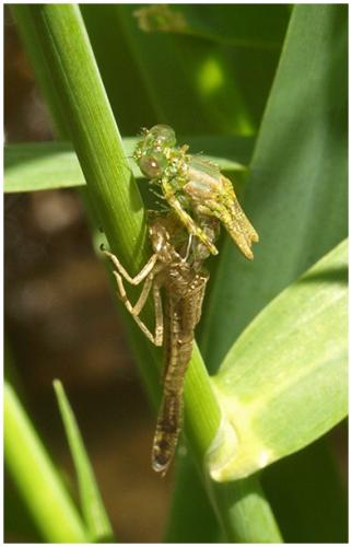Erythromma lindenii