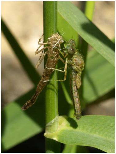 Erythromma lindenii