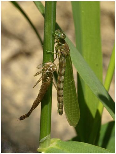 Erythromma lindenii