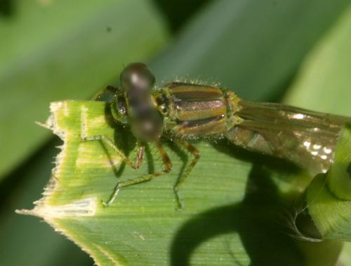 Erythromma lindenii