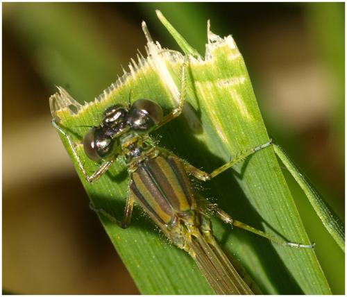 Erythromma lindenii