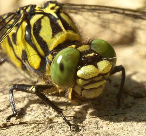 Réf. 199 747 : Onychogomphus forcipatus