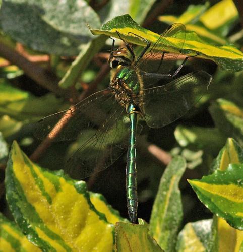 Somatochlora metallica