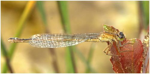 Ischnura elegans