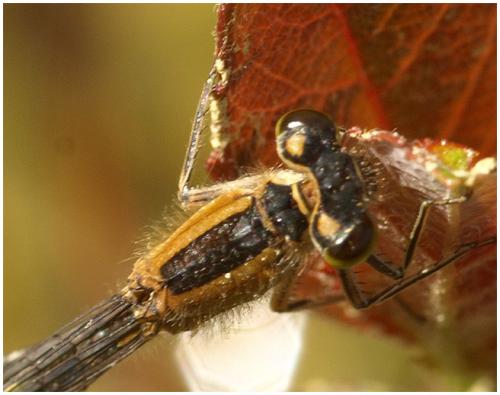 Ischnura elegans