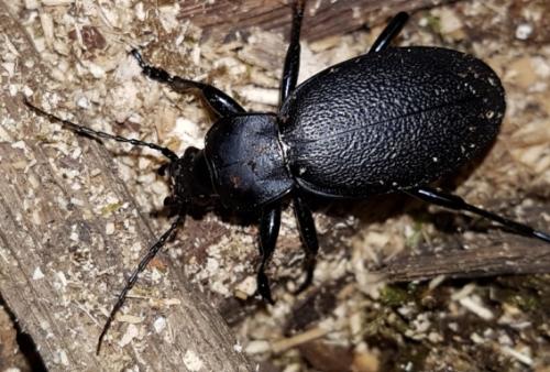 Réf. 199 031 : Carabus coriaceus