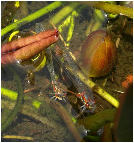 Pyrrhosoma nymphula