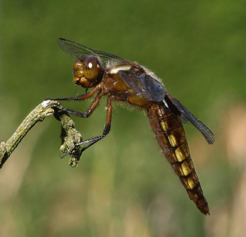 Réf. 199 736 : Libellula depressa