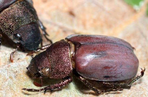Spodochlamys caesarea