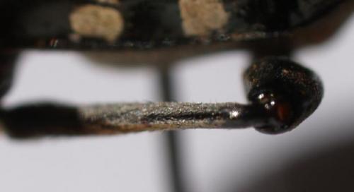Réf. 199 188 : Anoplophora glabripennis