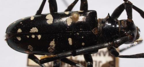 Anoplophora glabripennis