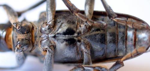 Anoplophora glabripennis