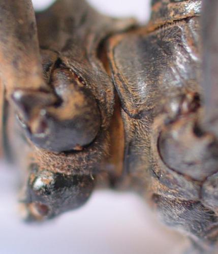 Réf. 199 191 : Anoplophora glabripennis