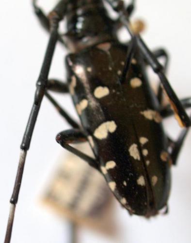 Anoplophora glabripennis