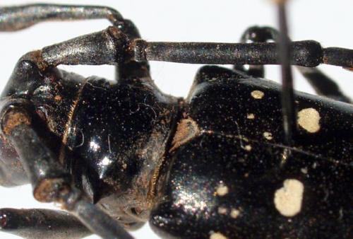 Réf. 199 192 : Anoplophora glabripennis