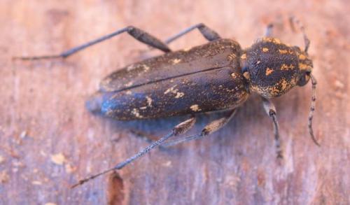 Réf. 199 244 : Xylotrechus rusticus