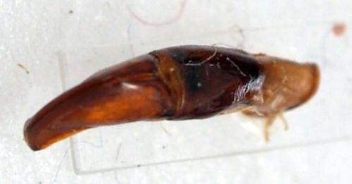 Réf. 199 246 : Chlorocala sp.