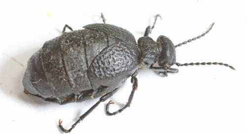 Réf. 199 249 : Meloe mediterraneus