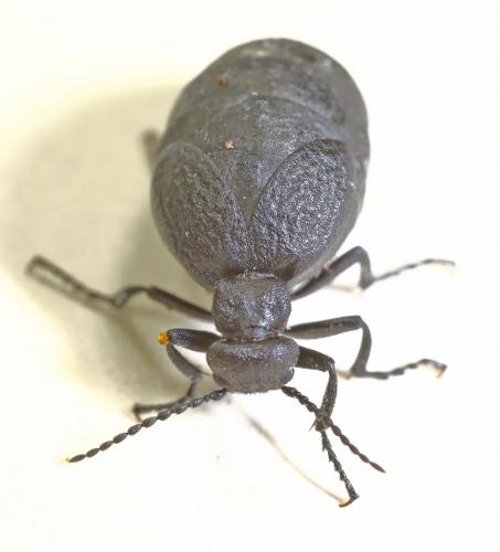 Réf. 199 250 : Meloe mediterraneus