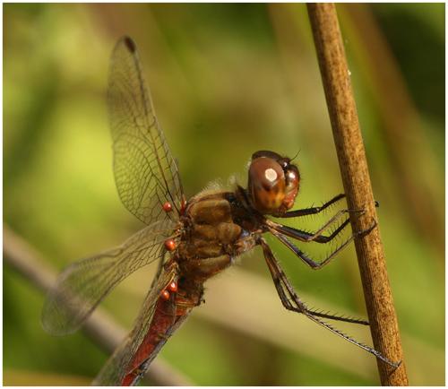 Sympetrum meridionale