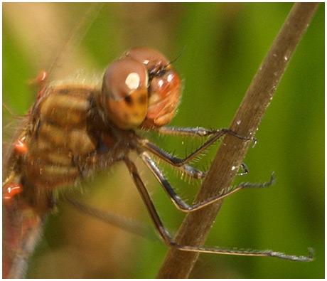 Sympetrum meridionale