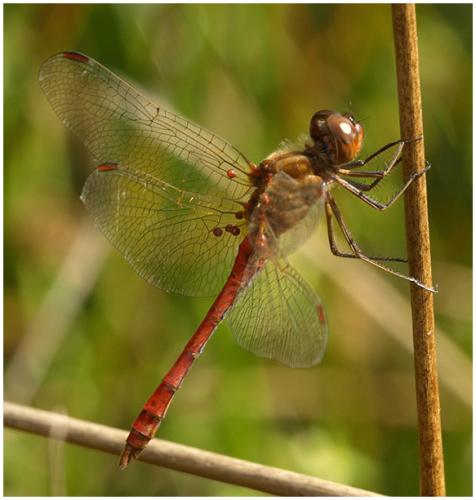 Sympetrum meridionale