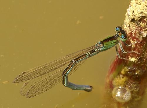 Ischnura pumilio