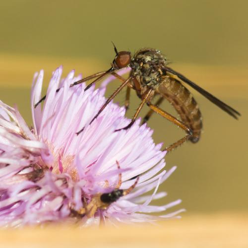 Empis livida