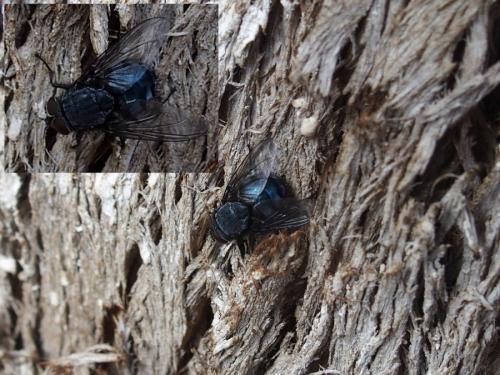 Calliphora sp.
