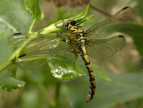 Réf. 199 734 : Onychogomphus forcipatus