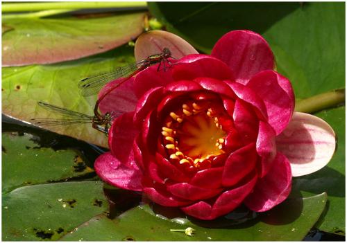 Pyrrhosoma nymphula