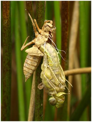 Orthetrum cancellatum