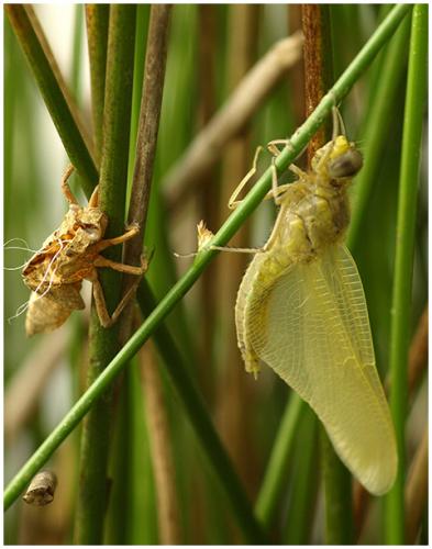 Orthetrum cancellatum